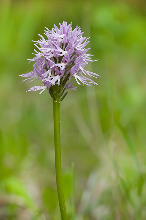 Orchis italica della piana degli albanesi